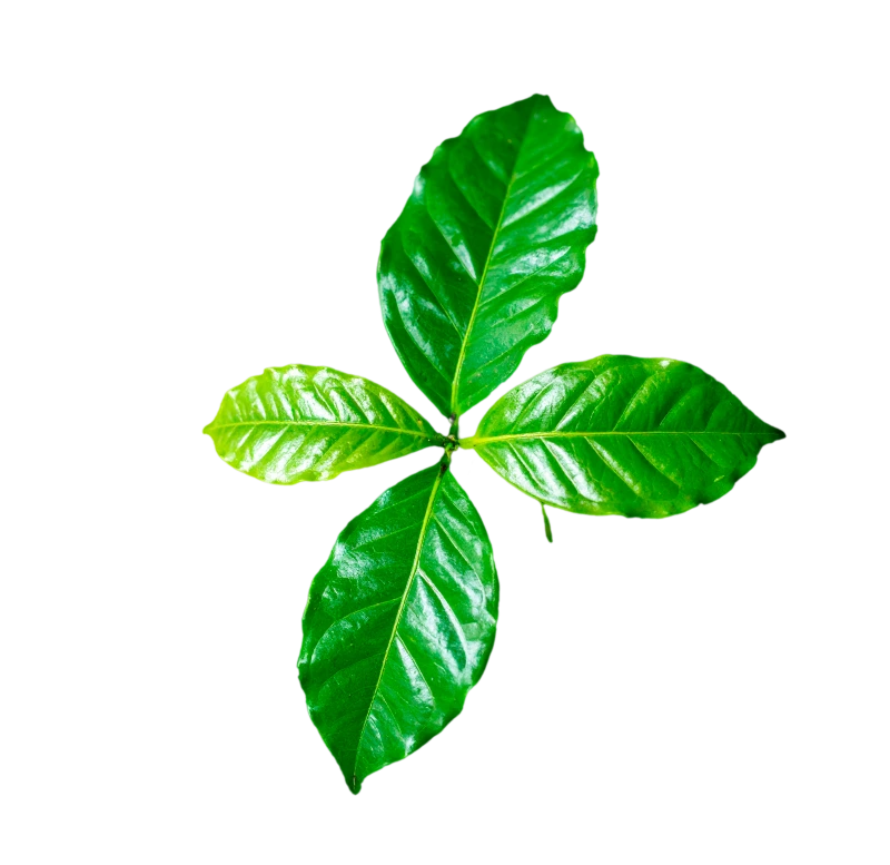 Bright green coffee plant leaves with visible veins and texture